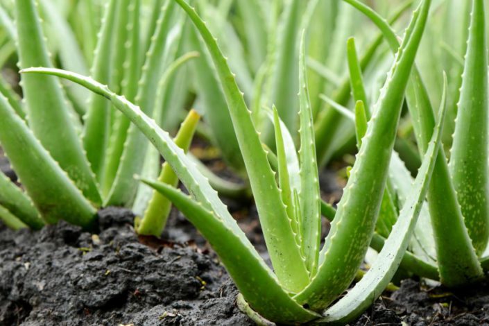 aloe vera plants ¿Qué es el Aceite de Jojoba?