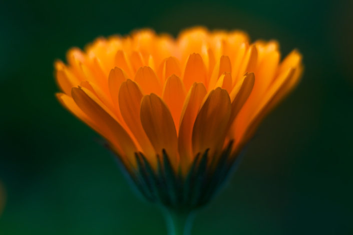 calendula officinalis 2 ¿Conoces las propiedades dermatológicas de la regaliz?