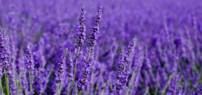 ¿Conoces las propiedades dermatológicas de la regaliz? 2 campo de lavanda ¿Conoces las propiedades dermatológicas de la regaliz?
