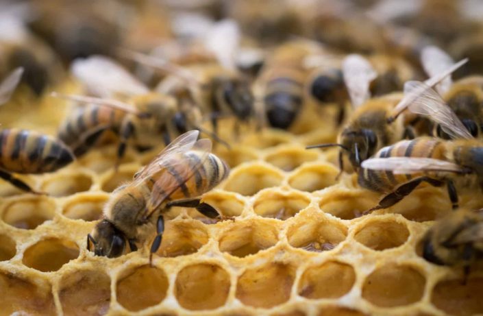 panal abejas Descubre cómo utilizar correctamente el contorno de ojos
